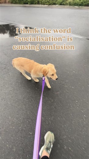 PuppyhoodUnleashed on TikTok