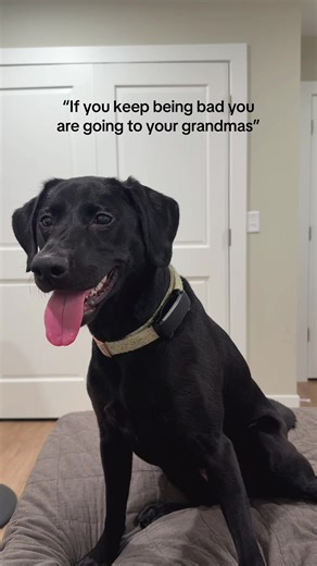 Adorable Labrador Visits Grandma's House