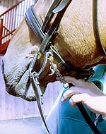 Behind the scenes at the Myler Bit clinics - Horse & Hound