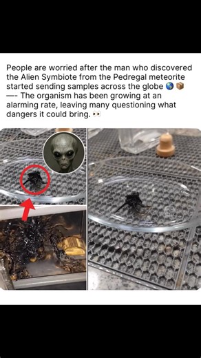 MexicanWorldStarFoo on Instagram: "reports surfaced that the man who discovered the parasitic alien symbiote from a meteorite in Pedregal, Panama has begun sending samples of the organism to different parts of the globe. The strange lifeform, which locals first reported detaching itself from the meteorite earlier this month, has grown rapidly over the past several days. Witnesses say its expansion has been unlike anything they’ve ever seen, with the symbiote requiring no food or water - only sun
