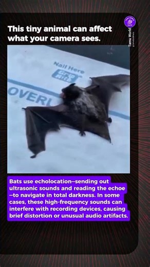 Bats Can “Mess With” Cameras