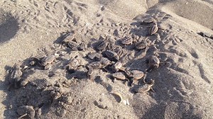 We have 20,000 reasons to celebrate!! The 9.5 mile stretch of beach that LMC's research team monitors is one of the most densely nested sea turtle beaches in the world, and this year we have over 20,000 nests so far! We have 187 leatherbacks, 13,288 loggerheads and 6,802 greens for a total of 20,277 nests. This total surpasses our last record breaking nesting season in 2017 with a total of 19,085 nests. ⁠ ⁠ Nesting season facts: ⁠ - Official nesting season in Palm Beach County is March 1 - Oct. 