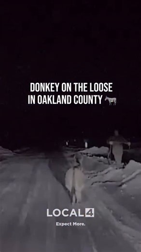 Michigan State Police troopers often handle a wide range of calls, but last night, their assignment involved a very unusual suspect – a miniature donkey 🫏 | WDIV Local 4 / ClickOnDetroit