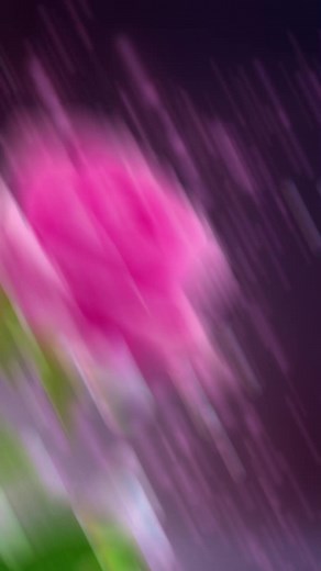 Beautiful Roses in Soft Focus with Sparkling Bubbles