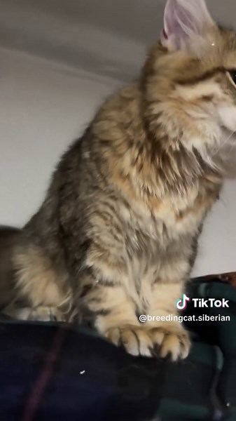 Breeding Cat Siberian on TikTok