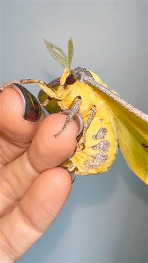 She laid he eggs on my finger 😊 #moths