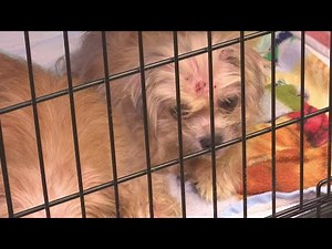 Licking County Humane Society rescues 80 dogs from Newark residence
