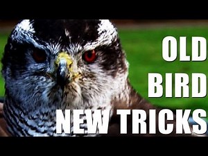 Fieldsports Britain - Training goshawks to catch partridges + shooting pigeons
