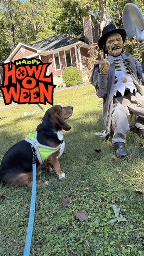These cuties are all set for a spooky HOWL-O-WEEN ️️ #howloween #halloween #doglife #petsitter #yarddecorations #spookycute #pawsuppetnanny | Paws Up Pet Nanny | Facebook