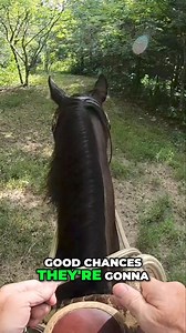 Learn effective techniques to grab and maintain the attention of horses, preventing them from straying and acting out. Understand that their natural instinct is to stick with the herd and how to work with it. Discover how fly repellents can aid in training. #HorseTrainingTips #HorseBehavior #AttentionGrabbingTechniques #InstinctualBehaviors #HorseTrainingMethods #HerdInstincts #FlyRepellents #EquineTraining #HorseWhisperer #TrainingTechniques | Ed's Walking Horses
