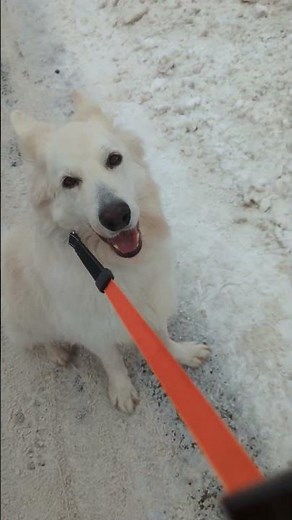 White Swiss Shepherd