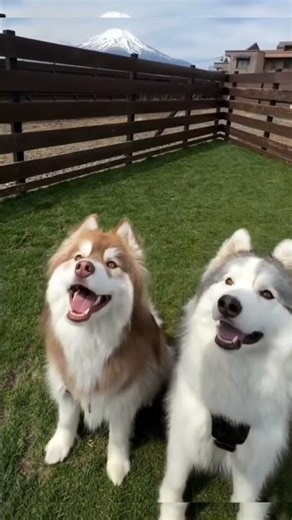 Dog Love Haski🐕🐩🐶🐕‍🦺 .#dog #shorts #dogs #dogshorts #youtubeshorts #ytshorts #anime #knowledge #pets