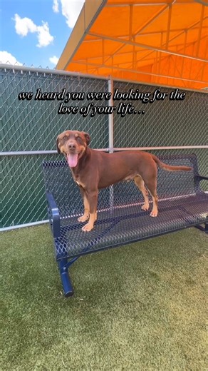 2.6K views · 58 reactions | Triton is the perfect mix of adventure buddy and cuddle pro  Ready to be your loyal co-pilot through it all! | Brown County Humane Society | Facebook
