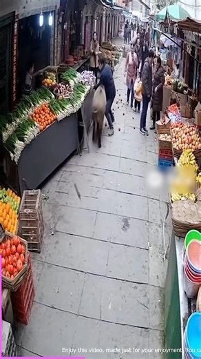 1K views · 11 reactions | Furious animals cause panic! �� | The Shark Puppet | Facebook