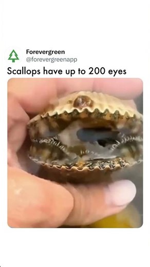 Scallops and Their Unique Vision System