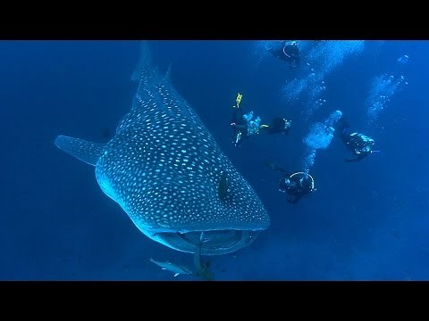 Shark Biology | JONATHAN BIRD'S BLUE WORLD