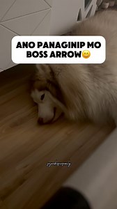 Mcdo ba or barbecue? BFF Diego ba o Kuya Bruce? #fajarDOGS #BossArrow | Fajardo's Fur Family