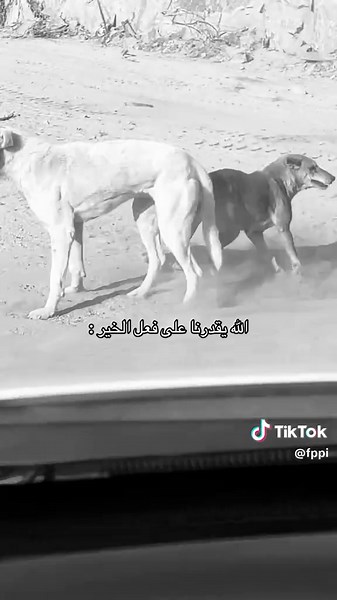‏#explor #fyp #pov #duet #tiktok | barking dog