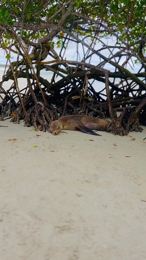 Tortuga Bay in Santa Cruz is a short hike from the island’s downtown. It’s a great beach to relax while admiring the wide range of Galapagos Islands wildlife species. Snorkeling and kayaking are both available for tourists and if you are not feeling like hiking back to town you can take a 20 min water taxi. This is a must see and one of the main attractions while in Santa Cruz 🇪🇨 La playa de Tortuga Bay en Santa Cruz está a poca distancia del centro de la isla. Es una playa en una bahía ideal 