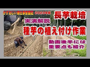 長芋の種芋の植え付け作業の実演解説～種芋種類や畝作りの重要ポイントも解説：2023年版長芋栽培