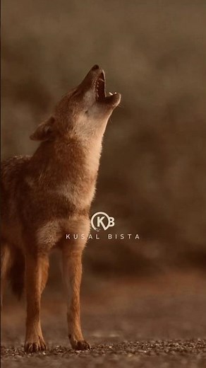 golden jackal sounds | golden jackal howling #wildlifephotography #kusalbista