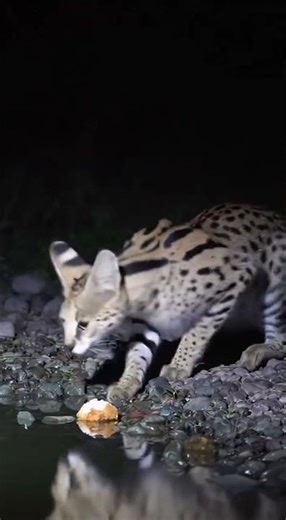 Feline Water-Leap! Cat Dives In and Scores a Fish #beautiful #cat #sittingonthedockofthebay