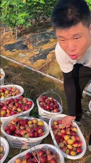 Fresh Natural Figs Farming Harvesting #Agriculture #Fruit #FruitFarming #FruitHarvest #Farmer