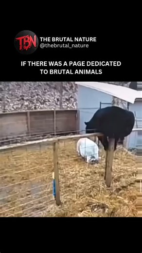 @thebeautifulnaturess on Instagram: "Bear vs pigs #animals #nature #brutal #bear"