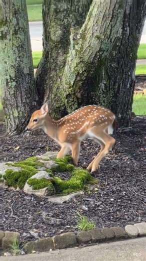 baby deer in our yard