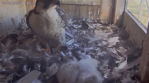 Curious falcon stares suspiciously into nest camera in Poland