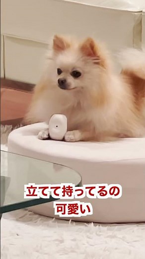 Pomeranians want to eat sushi too 🍣