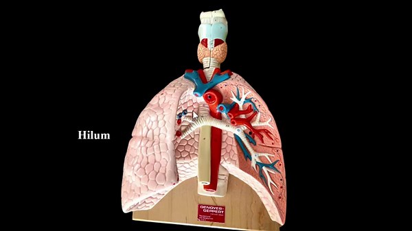 Respiratory System Lab Review