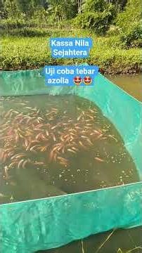 KASSA NILA SEJAHTERAWA : 089674441094 Arul Kassa #nilamerah #budidayaikannila #nilabangkok