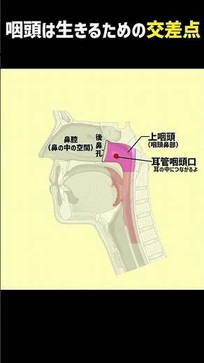 咽頭は生きるための交差点