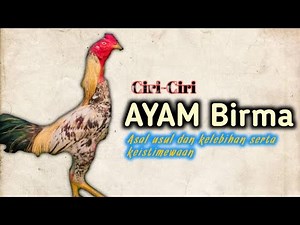 AYAM BIRMA, ASAL USUL CIRI FISIK DAN KELEBIHAN