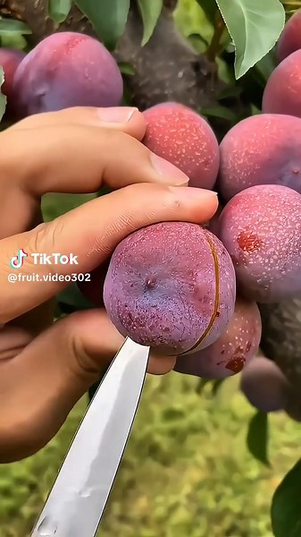 Delicious Fruit Cutting Video from the USA