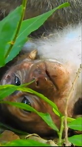 23K views · 344 reactions | A Cry for Compassion: The Sad Life of a Little Monkey Struggling to Survive"  #baby #NewsUpdate #monkey #Very #reels #Leo #newborn #cute #milkyway #crying | Monkey Soo | Facebook