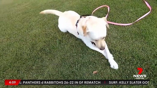Australia's top 10 dog breeds have been revealed. Cavoodles, a poodle and a cavalier king charles cross have taken out the top spot. Labrador retrievers and greyhounds are next, both climbing five places since the last survey. 13,000 dog owners were surveyed. A third of those who bought a pooch in the last two years confirmed COVID influenced their purchase. More: https://7news.link/3AyKq7c 7NEWS at 6pm. #Dogs #7NEWS | 7NEWS Sydney