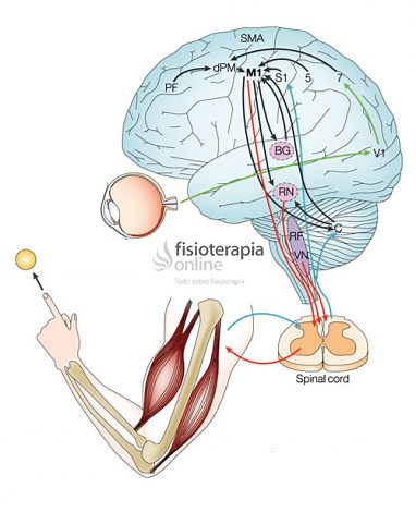 Control Motor. Definición, teorías, hipótesis e implicaciones clínicas.