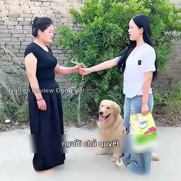 Chú chó này đã trở thành ánh sáng trong những thời khắc tăm tối nhất của người chủ.