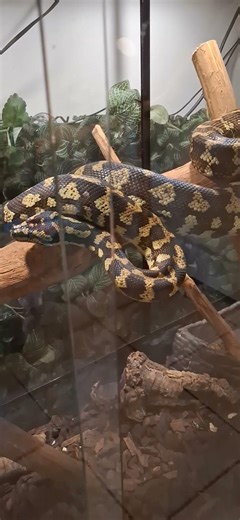 Morelia spilota cheynei...