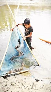 125K views · 185 reactions | Rogue Python is on the net #phyton #reels #funny #virals #snake | Radwan&Tanjina | Facebook