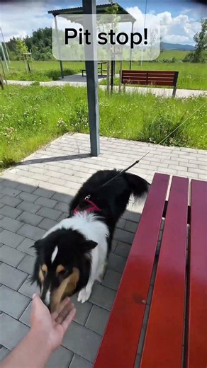 Road trip with a Sheltie #sheltie #doggybestfriend