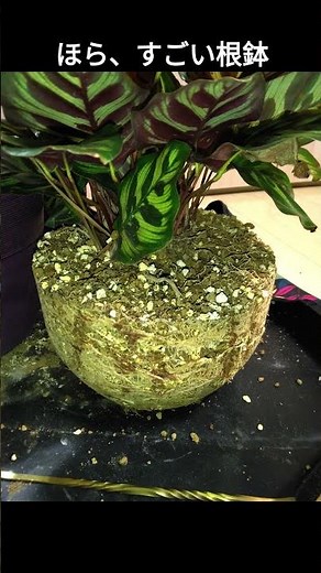 生長早すぎ、春を待てずに秋植替（カラテアマコヤナ） #622 #calathea #植替え