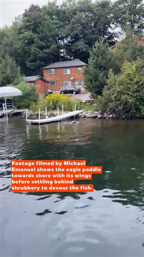 42K views · 1.1K reactions | This bald eagle was determind to swim with his catch! | storyful | Facebook