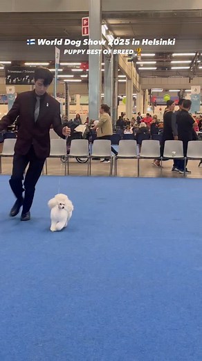 3.3K views · 2.5K reactions | WORLD DOG SHOW 2025 in Helsinki Day 2 , • PUPPY BEST OF BREED !!!! THE GOODBOY STANDING OVATION aka Victory Bred by @dongseok_yoo Thanks to Judge Mr. Dinky S. Santos #worlddogshow2025 #도그쇼 #dogshow | Beomjin Park | Facebook