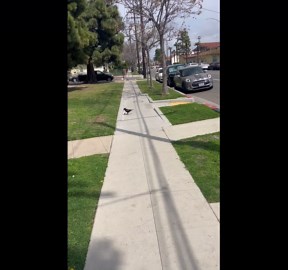 Young Crow Playing With Rubber Bouncy Ball