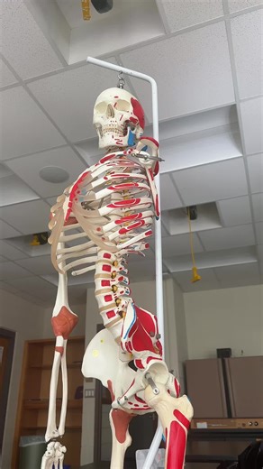 Tips for Passing Anatomy Practical Exams Successfully