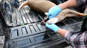 4.4K views · 48 reactions | Good luck to deer hunters this fall! Please remember to extract a tooth from your deer and submit it at the check station so we can continue to collect data on Vermont's deer herd. Or you can bring it to one of our 25 biological check stations located throughout the state, which are available at vtfishandwildlife.com. Thanks! | Vermont Fish & Wildlife | Facebook