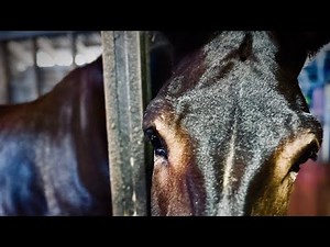 What IS a Mule? Equine Genetics with Ben